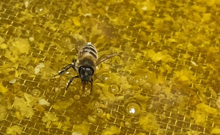 L’abeille et le miel
