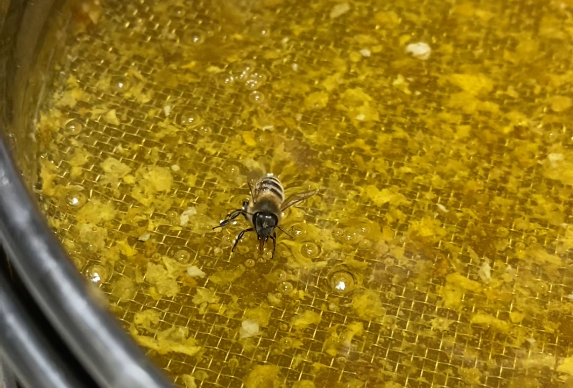 L’abeille et le miel