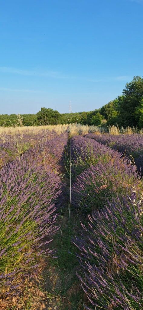 Le Rucher des Galines, transhumance Lavandes